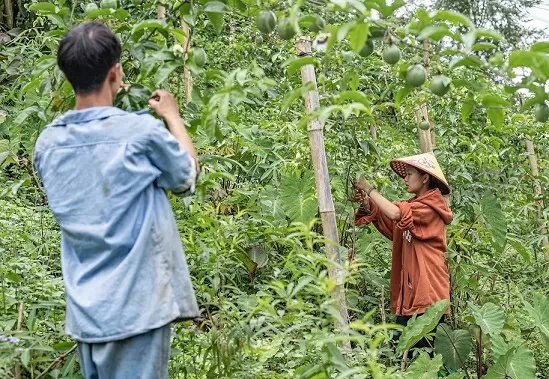 Từ cô dâu 15 tuổi đến thủ lĩnh cộng đồng thanh niên dân tộc thiểu số Cô gái Mông truyền cảm hứng cho cộng đồng thanh niên dân tộc thiểu số