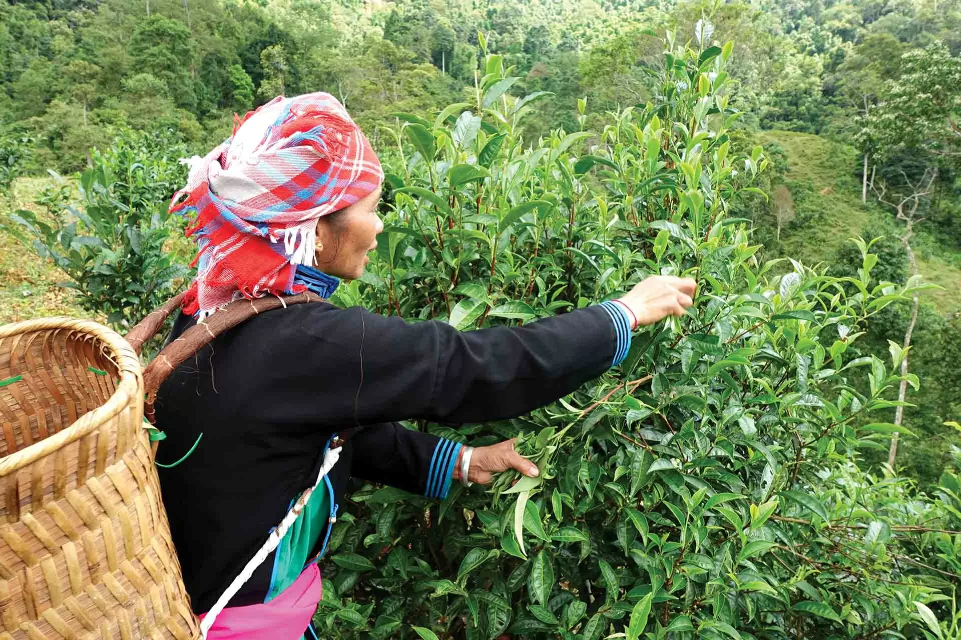 Người dân Bản Liền hái chè truyền thống. Người dân Bản Liền hái chè truyền thống.