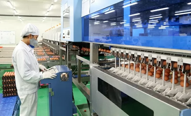 Công ty trách nhiệm hữu hạn ĐTK Phú Thọ, đóng trên địa bàn xã Tề Lễ, huyện Tam Nông, tỉnh Phú Thọ, chuyên sản xuất trứng gà sạch với công nghệ được chuyển giao 100% từ tập đoàn ISE Foods (Nhật Bản). (Ảnh: Trung Kiên) Công ty trách nhiệm hữu hạn ĐTK Phú Thọ, đóng trên địa bàn xã Tề Lễ, huyện Tam Nông, tỉnh Phú Thọ, chuyên sản xuất trứng gà sạch với công nghệ được chuyển giao 100% từ tập đoàn ISE Foods (Nhật Bản). (Ảnh: Trung Kiên)