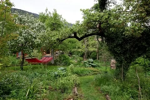 Vườn-rừng đang nổi lên như một mô hình canh tác bền vững