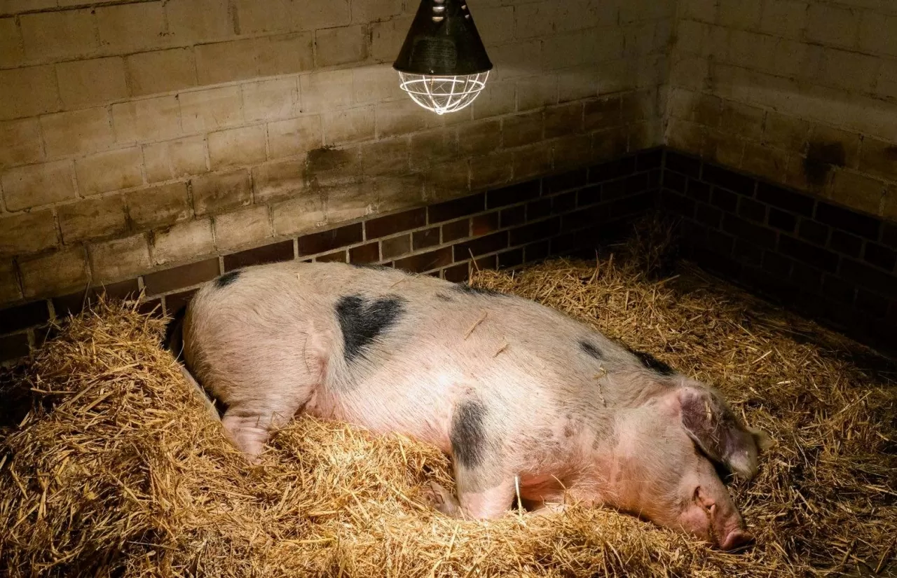 Wilma, một chú lợn Bentheim có vết đốm hình trái tim, nằm nghỉ trong vườn thú Hanover (Đức) vào thứ Tư, ngày 8 tháng 10. Các nhân viên chăm sóc ở vườn thú trìu mến gọi cô là “trái tim nhỏ”. (Nguồn: dpa)