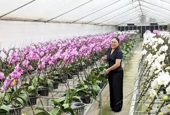The high-tech orchid cultivation model of Dan Hoai Cooperative generates considerable economic value. (Photo: hanoimoi.vn) The high-tech orchid cultivation model of Dan Hoai Cooperative generates considerable economic value. (Photo: hanoimoi.vn)