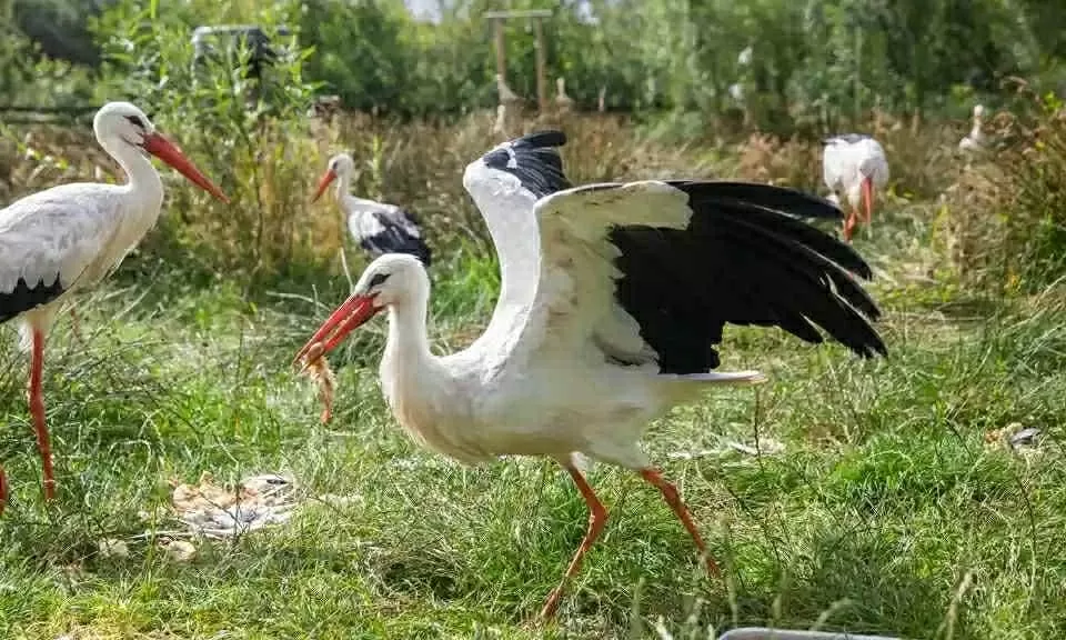 Hòa mình vào thiên nhiên cùng các lễ hội xanh đáng trải nghiệm nhất nước Anh