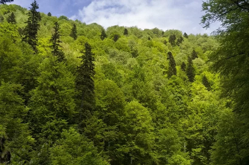 Các khu rừng châu Âu đang trở thành nhà máy thải CO2