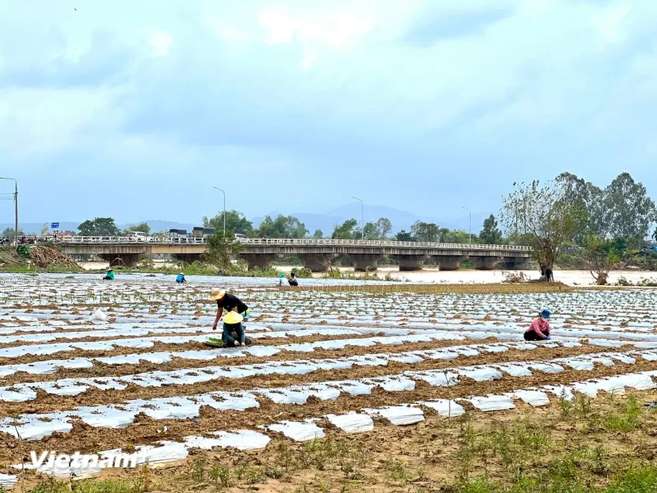 TP. Đà Nẵng: Làng rau Bàu Tròn hồi sinh sau 3 lần mất trắng vì lũ dữ miền Trung