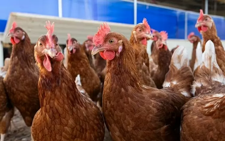 Ca tử vong đầu tiên trên thế giới do chủng cúm gia cầm H5N5 hiếm gặp tại Mỹ