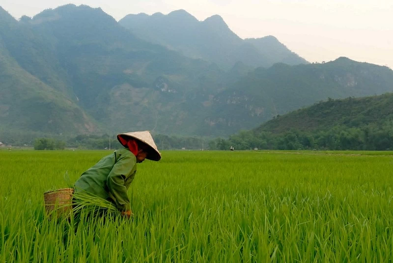 Màu xanh tốt tươi nở rộ trên miền đất quan hệ Việt Nam-Ai Cập