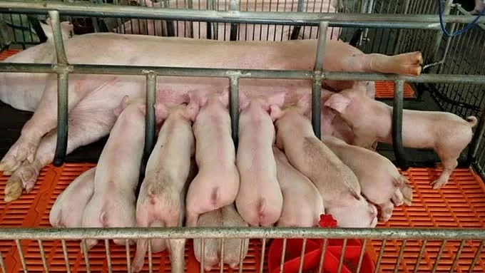 Giá heo hơi hôm nay 23/1: