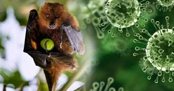 Nhật Bản thử nghiệm lâm sàng vaccine ngừa virus Nipah