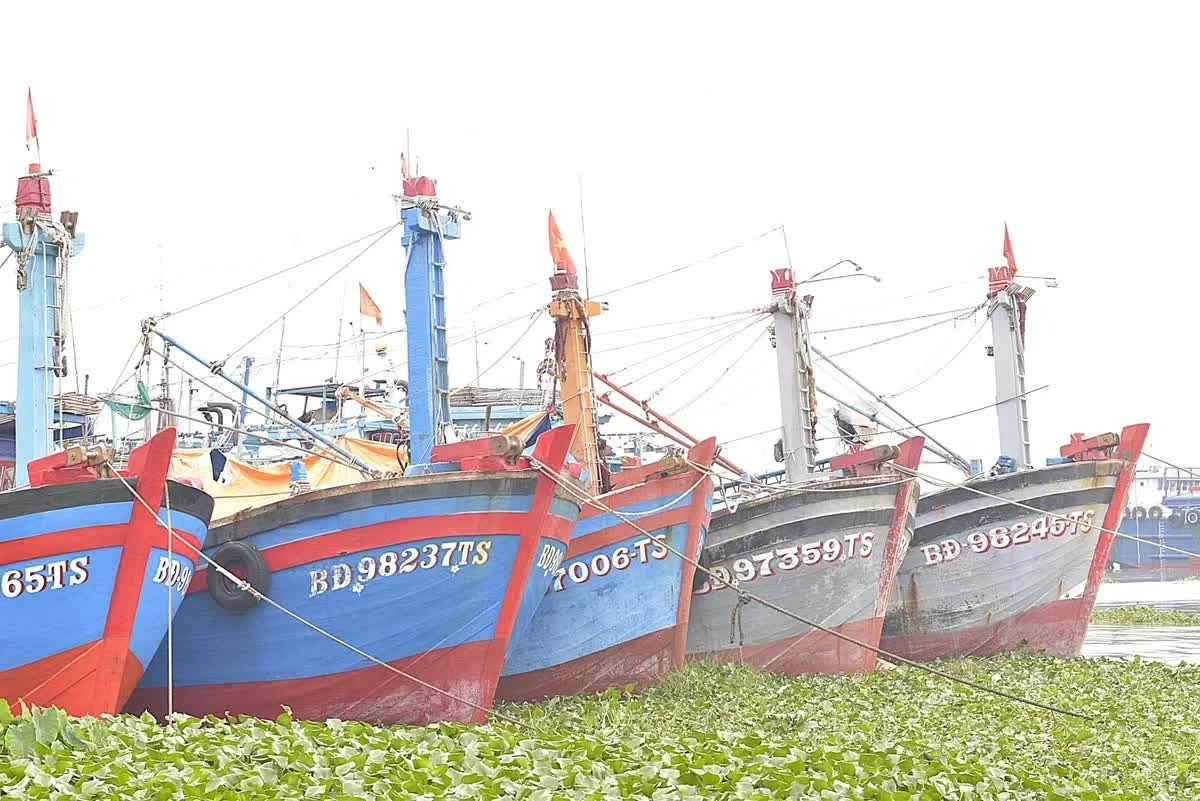 Tàu cá đang neo đậu trên sông Tiền thuộc phường Thới Sơn, tỉnh Đồng Tháp. Ảnh: Minh Đảm.
