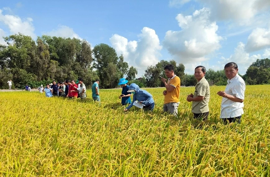 Dự án mới hỗ trợ nông dân trồng lúa quy mô nhỏ ở Đồng bằng sông Cửu Long giảm phát thải và đáp ứng tiêu chuẩn của các thị trường xuất khẩu cao cấp