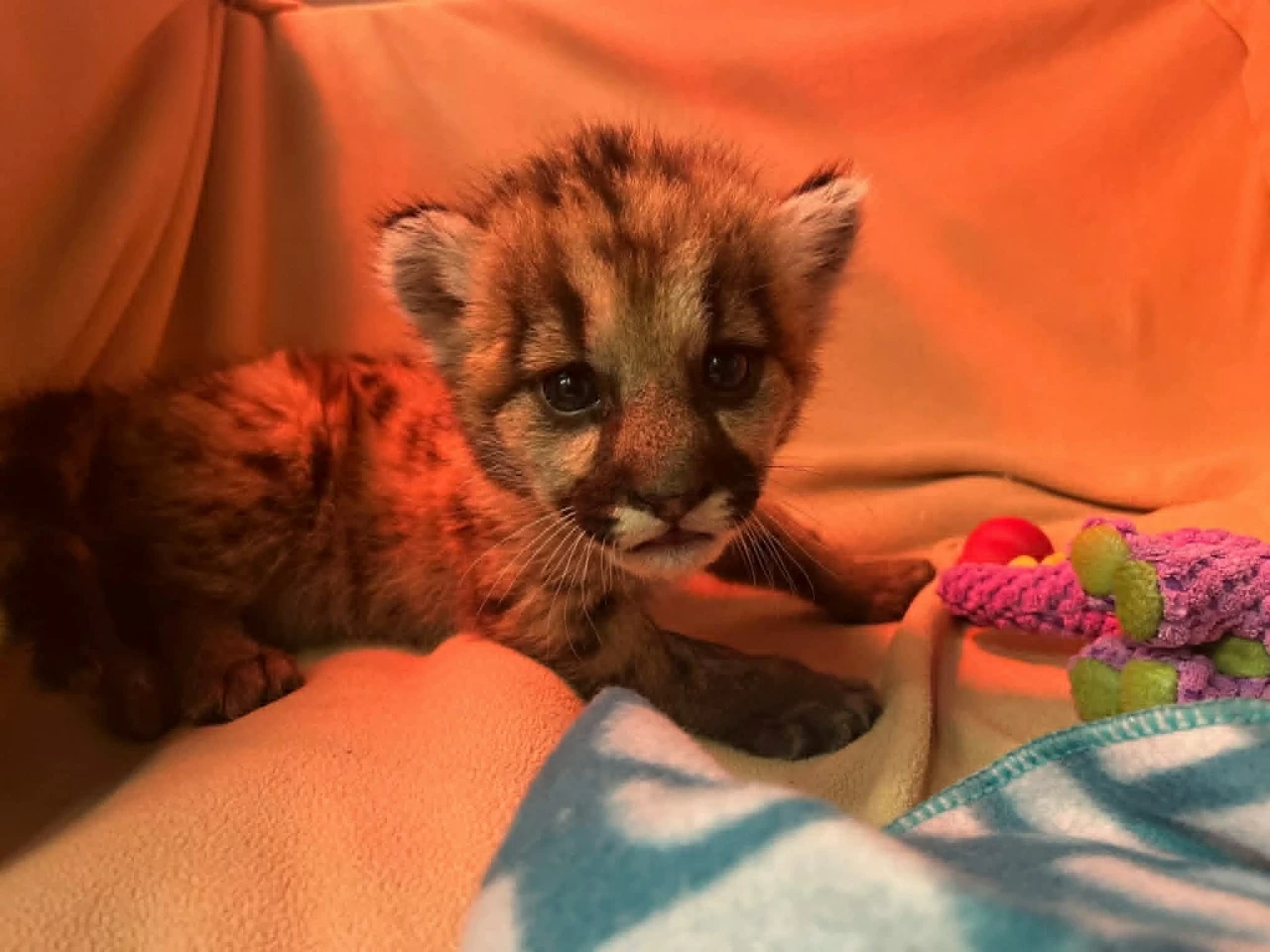 Chú sư tử núi con Crimson. (Nguồn: Oakland Zoo)