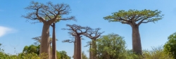 Giải mã lịch sử khí hậu 700 năm của Madagascar từ cây bao báp cổ thụ