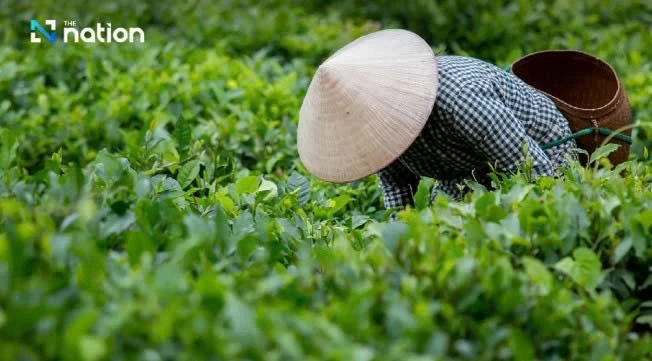 Ngày quốc tế Trà: Hơn cả một thức uống toàn cầu Ngày quốc tế Trà: Hơn cả một thức uống toàn cầu