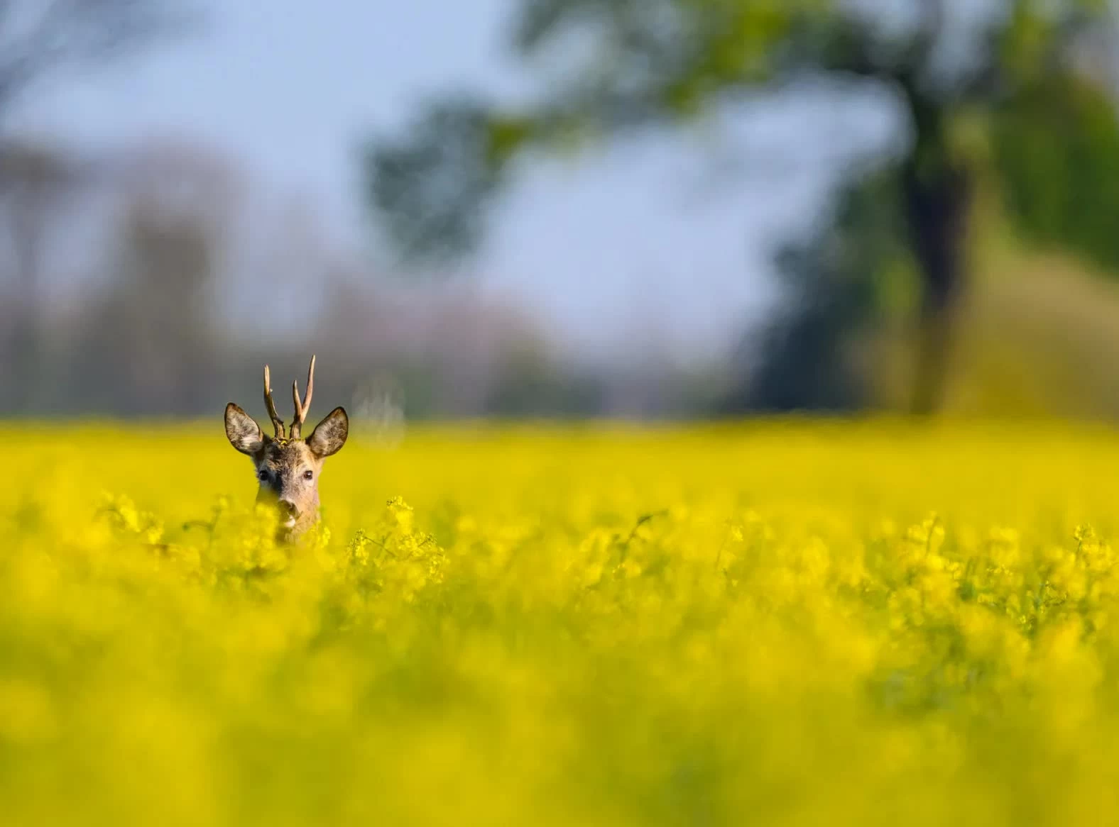 Một con hoẵng đứng giữa cánh đồng hoa ở Manschnow, Đức. (Nguồn: picture alliance) Một con hoẵng đứng giữa cánh đồng hoa ở Manschnow, Đức. (Nguồn: picture alliance)