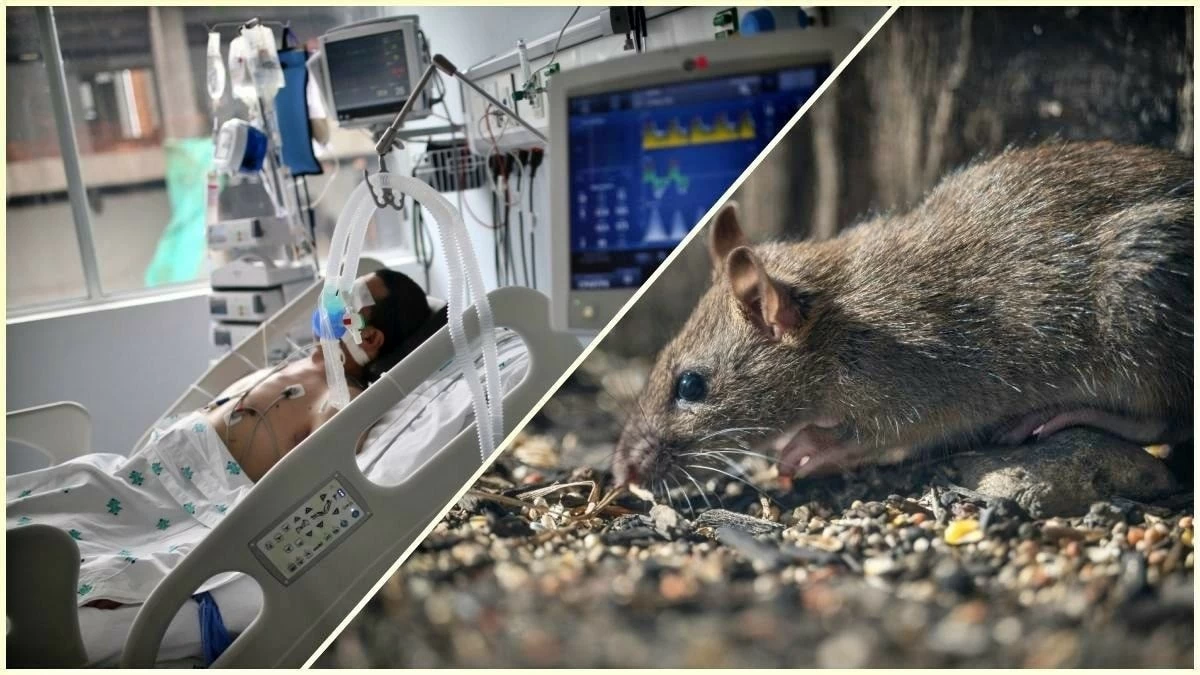 WHO cảnh báo nguy cơ xuất hiện thêm ca nhiễm hantavirus sau đợt bùng phát liên quan tàu du lịch MV Hondius, loại virus hiếm chủ yếu lây từ loài gặm nhấm sang người. (Nguồn: India Today) WHO cảnh báo nguy cơ xuất hiện thêm ca nhiễm hantavirus sau đợt bùng phát liên quan tàu du lịch MV Hondius, loại virus hiếm chủ yếu lây từ loài gặm nhấm sang người. (Nguồn: India Today)