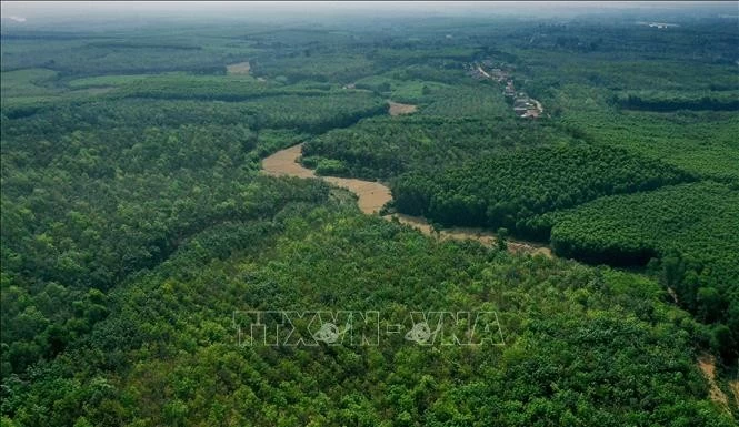 Thúc đẩy bảo vệ và phát triển rừng gắn với mục tiêu giảm phát thải khí nhà kính và tăng trưởng xanh Thúc đẩy bảo vệ và phát triển rừng gắn với mục tiêu giảm phát thải khí nhà kính và tăng trưởng xanh