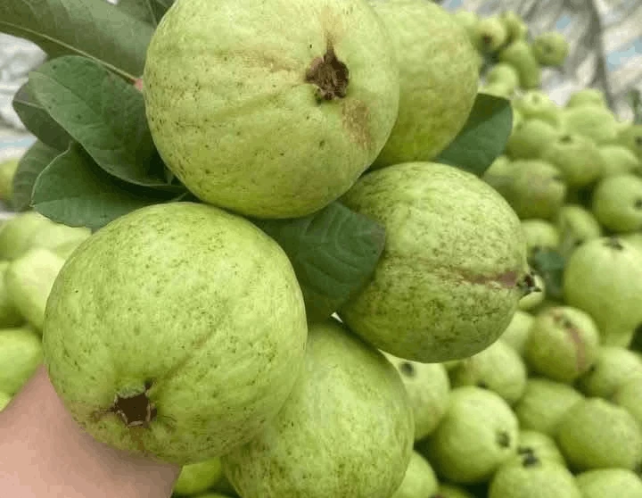 Hai loại trái cây giá rẻ tốt cho người huyết áp cao Hai loại trái cây giá rẻ tốt cho người huyết áp cao