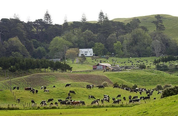 Một nông trại truyền thống tại Đảo Bắc, New Zealand. (Nguồn: Getty Images)