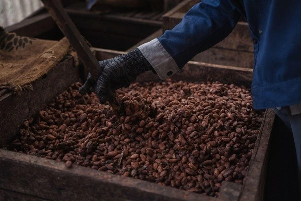 Từ phụ phẩm cacao đến hướng đi cho nông nghiệp xanh và phát triển bền vững
