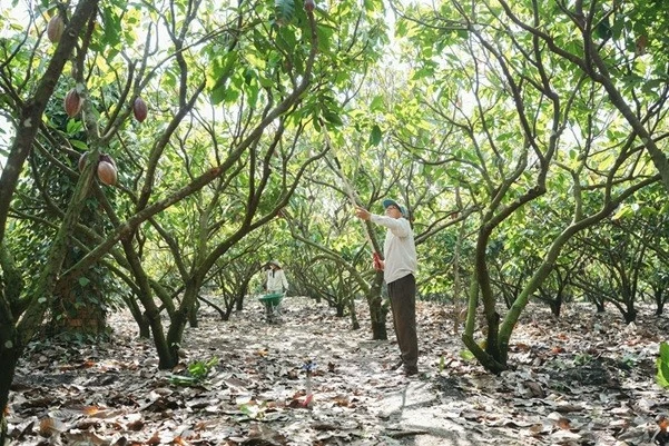 Từ phụ phẩm cacao đến hướng đi cho nông nghiệp xanh và phát triển bền vững