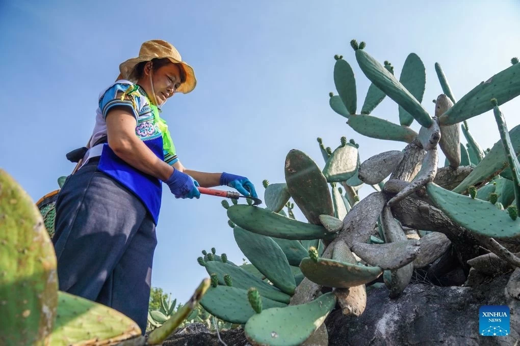 Người dân làng Trang Tử Điền (Zhuangzitian), tỉnh Vân Nam, thu hoạch xương rồng lê gai trên vùng núi đá vôi từng khô cằn, nay trở thành trung tâm trồng xương rồng lớn của Trung Quốc. (Nguồn: Tân Hoa xã) Người dân làng Trang Tử Điền (Zhuangzitian), tỉnh Vân Nam, thu hoạch xương rồng lê gai trên vùng núi đá vôi từng khô cằn, nay trở thành trung tâm trồng xương rồng lớn của Trung Quốc. (Nguồn: Tân Hoa xã)