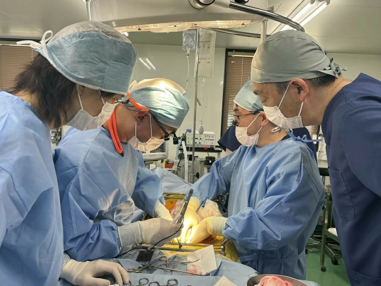 Các bác sĩ thực hành quy trình phẫu thuật ghép tạng từ lợn đã chỉnh sửa gene trong đợt chuẩn bị cho chương trình thử nghiệm lâm sàng tại Nhật Bản. (Nguồn: Kyodo News)