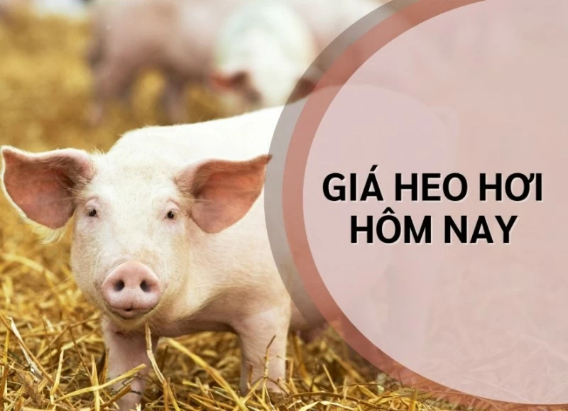 Giá heo hơi hôm nay 28/8: