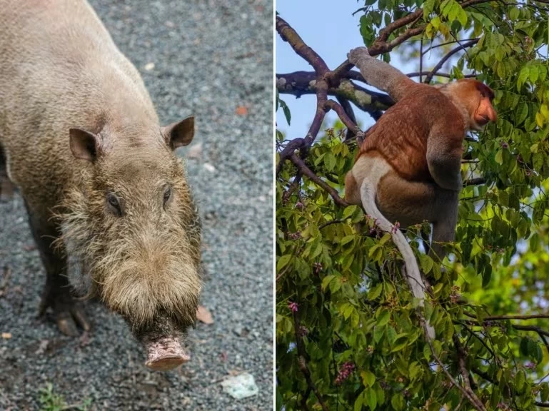 11C28: Sabah, khám phá miền đất dưới gió