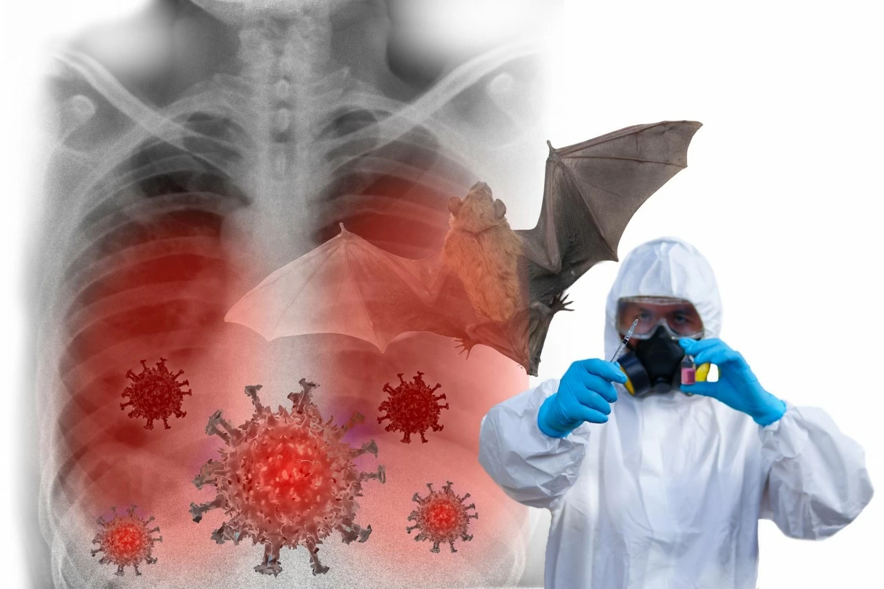 11P28: Biến đổi nhỏ hé lộ cách virus từ dơi lây sang người