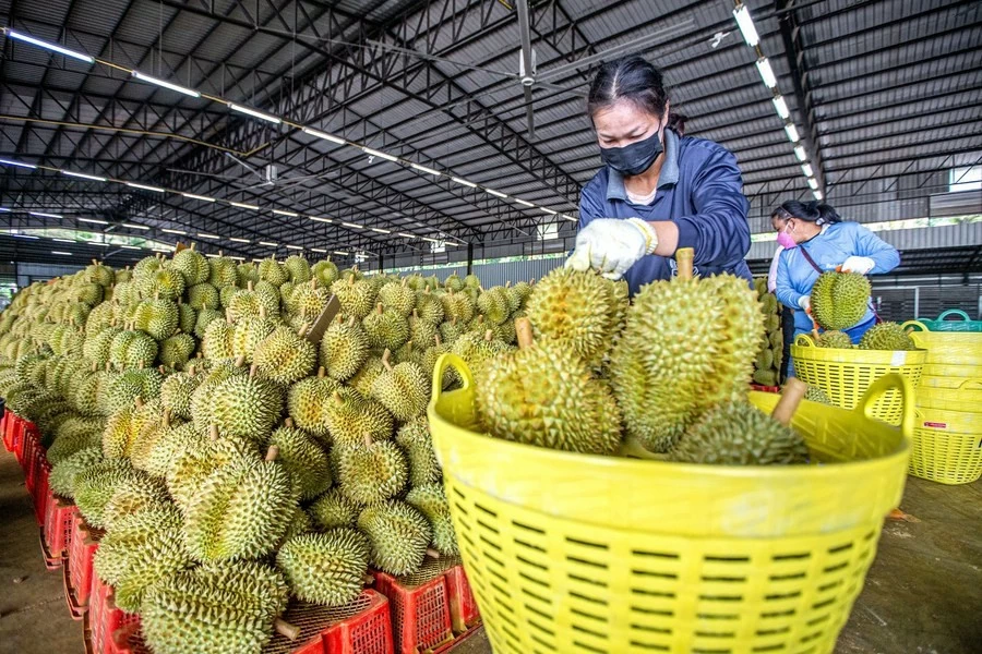 Trung Quốc vẫn tăng nhập khẩu sầu riêng nhưng giá mua ngày càng rẻ. (Nguồn: Xinhua)