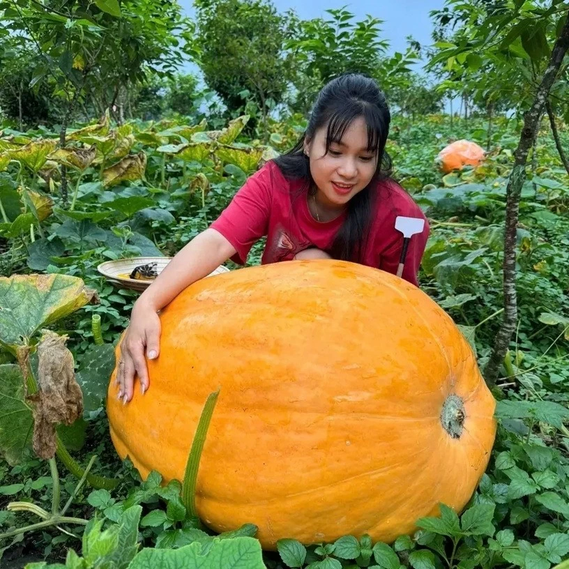Sức hút từ vườn bí ngô khổng lồ nặng hơn 100kg tại Quảng Ninh Sức hút từ vườn bí ngô khổng lồ nặng hơn 100kg tại Quảng Ninh