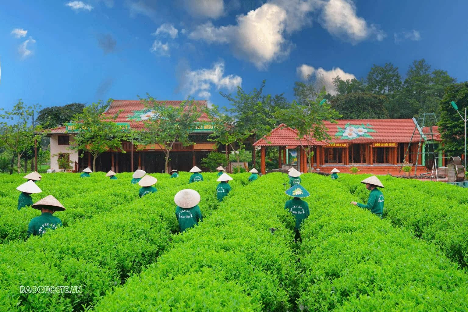 Sắc xanh vùng chè Hảo Đạt hướng tới Festival Trà Quốc tế Thái Nguyên. (Nguồn: Báo Thái Nguyên) Sắc xanh vùng chè Hảo Đạt hướng tới Festival Trà Quốc tế Thái Nguyên. (Nguồn: Báo Thái Nguyên)