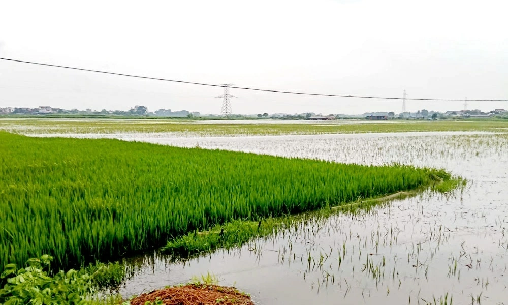 Lũ trên sông Thương, Bắc Ninh. (Nguồn: Báo Bắc Ninh)