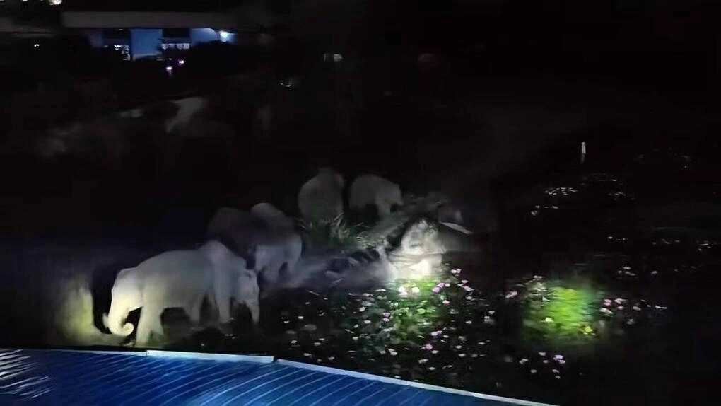 Đàn voi hoang dã kỷ lục 50 con kéo vào khu dân cư ở Vân Nam, Trung Quốc Đàn voi hoang dã kỷ lục 50 con kéo vào khu dân cư ở Vân Nam, Trung Quốc