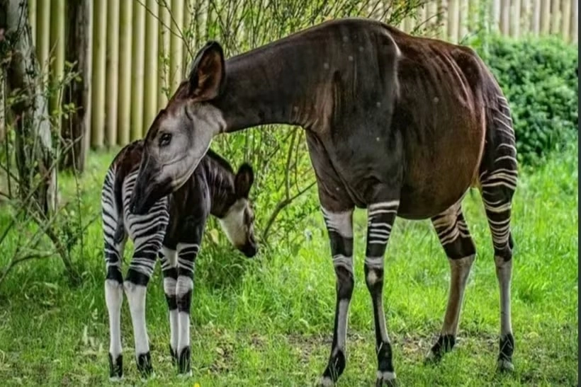 Loài linh dương Okapi tái xuất tại CHDC Congo: Tín hiệu vui cho công tác bảo tồn