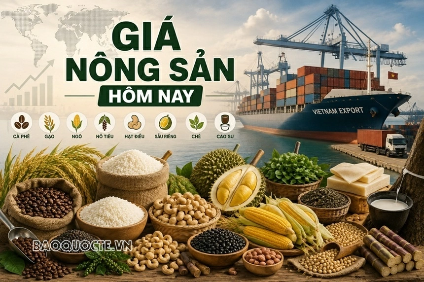 Giá nông sản hôm nay 22/9/2026: Giá cà phê
