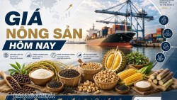 Giá nông sản hôm nay 28/10/2026: Giá cà phê trong nước có thể giảm sâu khi tiến độ thu hoạch tăng tốc? Mỹ cân nhắc thêm dầu Nga vào thị trường
