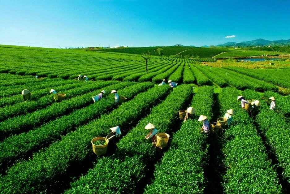 Trà Thái Nguyên – Từ đặc sản vùng đất đến thương hiệu vươn xa