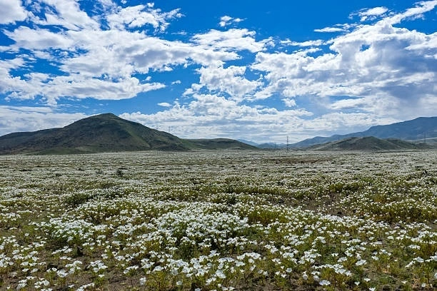 Sa mạc Atacama phủ đầy hoa sau những trận mưa lớn bất thường. (Nguồn: Getty Images)