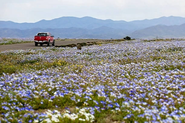 Những loài hoa bản địa tại Atacama nở rộ, tạo nên cảnh sắc đặc biệt giữa vùng sa mạc khô cằn. (Nguồn: Getty Images)