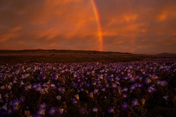 Những cánh đồng hoa tại sa mạc Atacama rực rỡ dưới ánh hoàng hôn. (Nguồn: Getty Images)