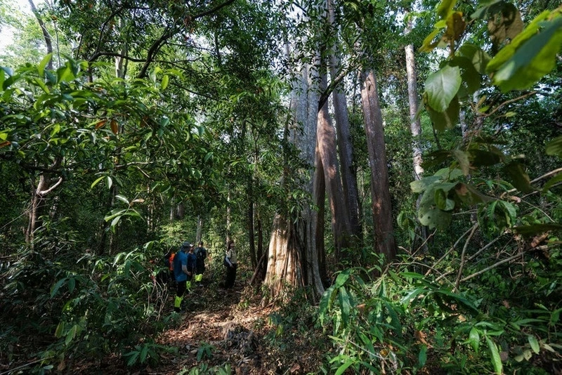 Du khách trekking xuyên Vườn Quốc gia Cát Tiên. (Nguồn: Oxalis)