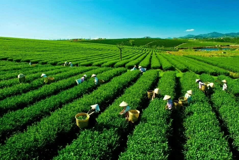 Festival Trà Quốc tế   Thái Nguyên 2026: Kết nối di sản, lan tỏa giá trị trà Việt