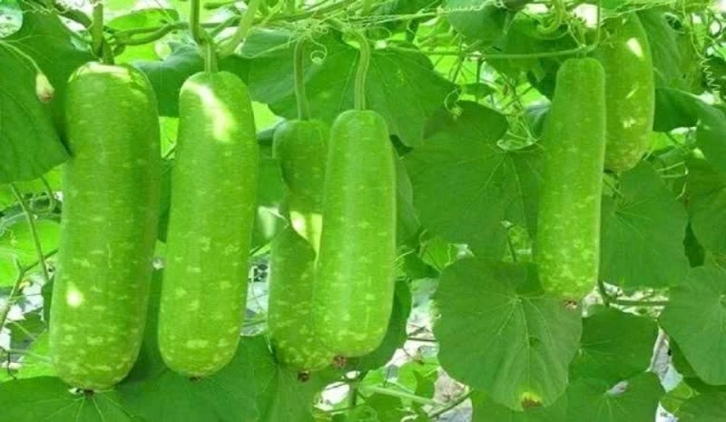 Quả bầu là thực phẩm quen thuộc, chứa nhiều nước và ít năng lượng, phù hợp bổ sung vào chế độ ăn hằng ngày. (Nguồn: Suckhoedoisong)