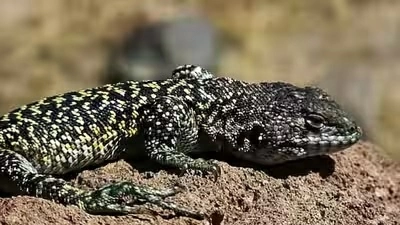 Phát hiện loài thằn lằn mới sống ở độ cao 4.800m tại Peru Phát hiện loài thằn lằn mới sống ở độ cao 4.800m tại Peru