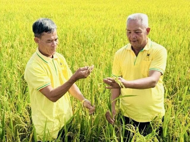 Phân bón Đầu Trâu – Thương hiệu quốc gia được vun đắp từ niềm tin trên đồng ruộng