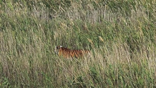 Hổ cái Amur (hổ Siberia) trưởng thành có tên Umit được thả về môi trường sống tự nhiên tại Khu bảo tồn thiên nhiên Ile-Balkhash, tỉnh Almaty, Kazakhstan, ngày 3/8. (Nguồn: Getty Images)