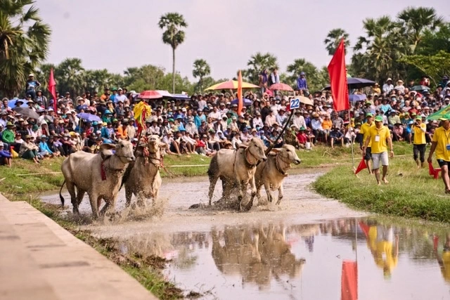 Bình Điền và 5 năm nối dài sức sống di sản Đua bò Bảy Núi