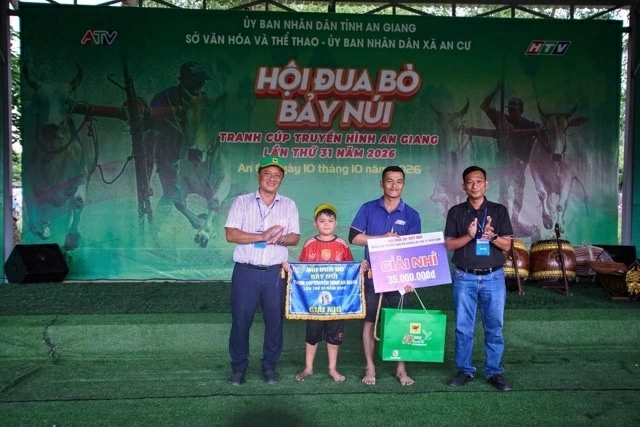 Bình Điền và 5 năm nối dài sức sống di sản Đua bò Bảy Núi